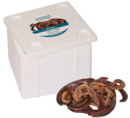 Feeders & more | Kanadische Tauwürmer | 120 Stück | lebender Angelköder | extra groß & aktiv | naturbelassen | Forellen-, Hecht- & Karpfenköder | Gute Haltbarkeit durch Lieferung in Styrobox