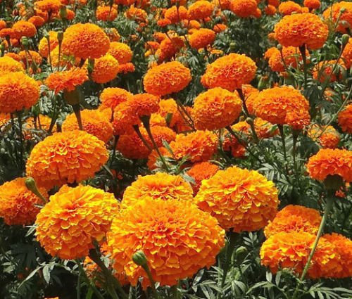 caléndula naranja, semillas de flores en maceta Tagetes erecta, semillas de cempasúchil, plantas de balcón y de la flor 30 semillas / GF41 Paquete