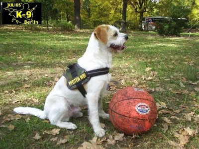 K-9-Powergeschirr mit Logofeld mini (Farbe Blau)
