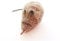 Purrs Mouse attachment- Fits PurrSuit, Frenzy & DaBird wand Cat Toys