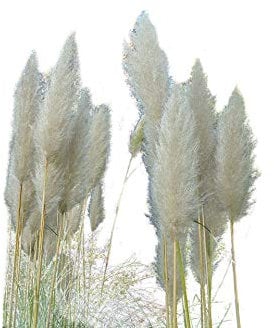 Pampasgras Weiss, die schönste (Blickfang am Teich) 100+ Samen -Winterhart-