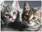ARTland Wanddeko Wandtattoo selbstklebende Vinylfolie 40x30 cm Katze Tiere Katzenbaby Baby Süß Lustig Mädchen T5TN