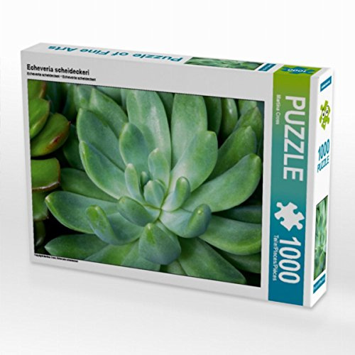CALVENDO Puzzle Echeveria scheideckeri | 1000 Teile Lege-Größe 64 x 48 cm Foto-Puzzle für glückliche Stunden