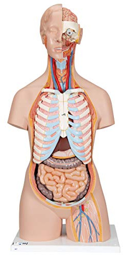 3B Scientific Classic-Torso-Modell, in klassischer Ausführung, geschlechtsneutral, offener Rücken, 21-teilig, inkl. anatomischer Software „3B Smart Anatomy“ (evtl. nicht in deutscher Sprache)
