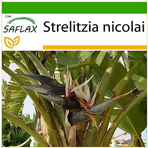 SAFLAX - Paradiesvogelblume (nicolai) - 5 Samen - Mit keimfreiem Anzuchtsubstrat - Strelitzia nicolai
