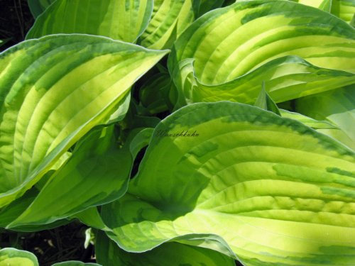 Staudenkulturen Wauschkuhn Hosta fortunei 'Albopicta' - Funkie - Staude im 11cm Topf
