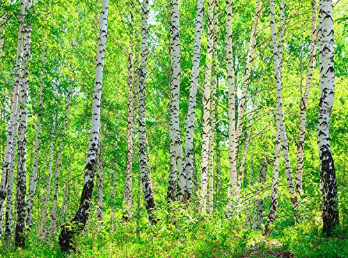wandmotiv24 Fototapete Birkenwald Größe: 350 x 260 cm Wandbild, Motivtapete, Vliestapete KTk363