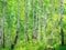 wandmotiv24 Fototapete Birkenwald Größe: 350 x 260 cm Wandbild, Motivtapete, Vliestapete KTk363