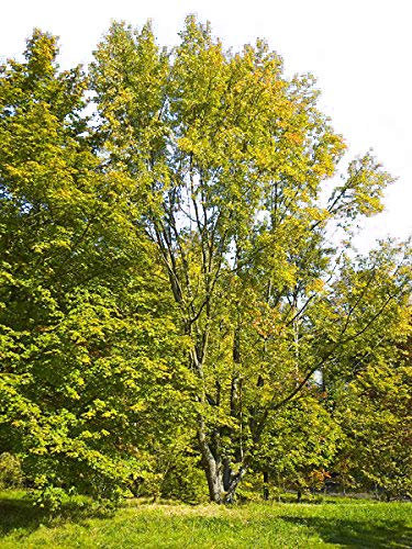 Silber-Ahorn -acer saccharinum- 50 Samen (Winterhart)