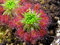 (Carnivorous * Ambizu *) Bonsai Sonnentau Samen Blau Enchantress Fleisch fressende Pflanze Tabelle Pot Drosera peltata Samen Strahlenschutz 100 Samen/Beutel