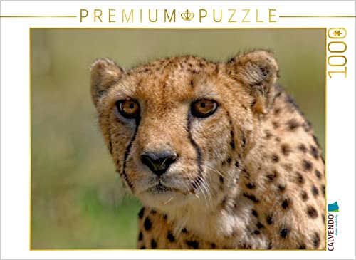 CALVENDO Puzzle Gepard | 1000 Teile Lege-Größe 64 x 48 cm Foto-Puzzle für glückliche Stunden