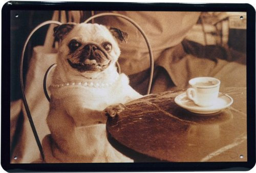 Blechschild Tier Hund Mops mit Kaffee 20 x 30cm Reklame Retro Blech 984