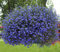 Männertreu 1000 Samen, Lobelie Pendula Sapphire Samen, Hängelobelien (Hängende Mischung)