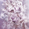 20 Servietten Frosted Roses - Gefrorene Rosen lila/Blumen/Winter/Weihnachten 33x33cm