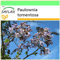 SAFLAX - Blauglockenbaum - 200 Samen - Paulownia tomentosa