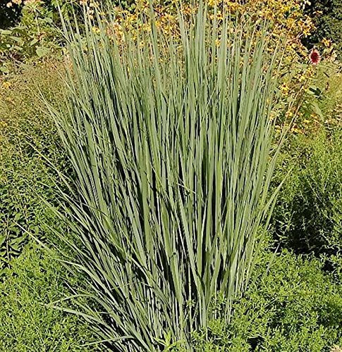 Rutenhirse Northwind - großer Topf - Panicum virgatum