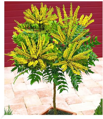 BALDUR Garten 1x Mahonien-Stämmchen, Pflanze im 3 Liter-Topf | Mahonia Zierstämmchen winterhart, immergrün, duftende Blüten, Mahonia bealei, Zierstrauch, Winterblüher
