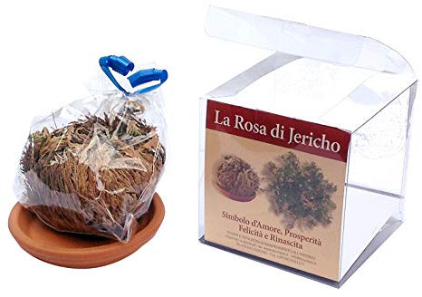 Rosa di Jericho confezionata con istruzioni di mantenimento e cenni storici