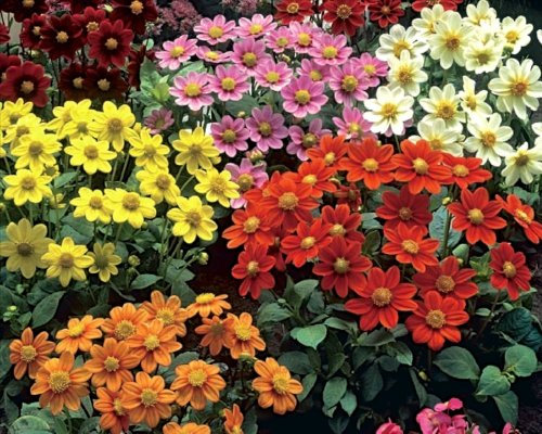Dahlia Dwarf 'Topmix' WPC Prins Summer Bulbs & Tubers Value Pack x3