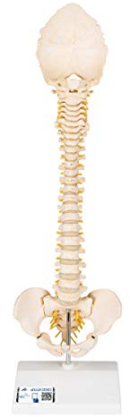 3B Scientific Menschliche Anatomie - Kindliches Wirbelsäulenmodell in 3B BONElike™ Qualität + kostenlose Anatomie App - 3B Smart Anatomy