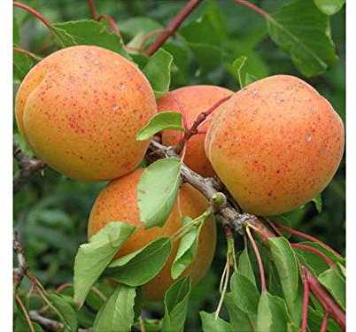 PRGA 1 pianta di ALBICOCCO BULIDA Albero da FRUTTO Matura a Giugno