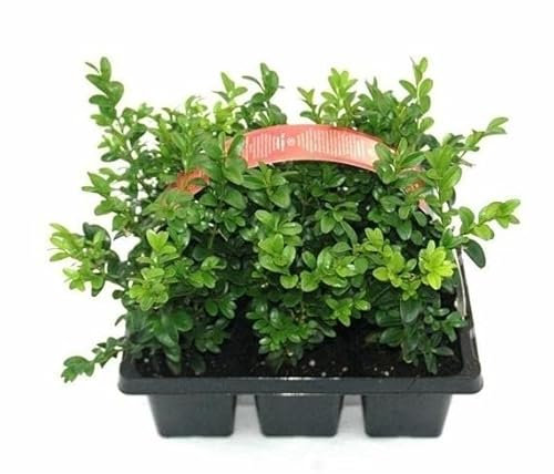 Buchsbaum Buxus sempervirens arborescens 15 cm hoch mit Topfballen 20 Stck.