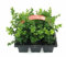 Buchsbaum Buxus sempervirens arborescens 15 cm hoch mit Topfballen 20 Stck.