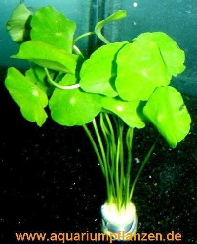 Mühlan Wasserpflanzen 5 Bunde Hydrocotyle verticillata, Hutpilzpflanze
