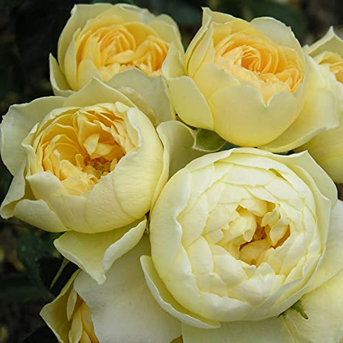 Sweet Memories - 5.5lt Potted Patio Garden Rose Bush - Yellow/Lemon, Repeat Flowring Blooms - Memorial Gift