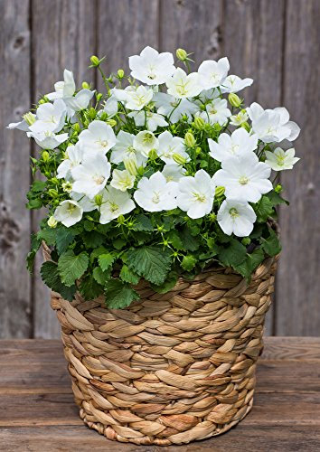 Campanula Carpatica White 100 Seeds- Blooms allsummer Long,Perennial,
