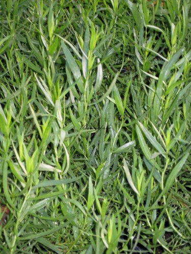 Staudenkulturen Wauschkuhn Artemisia dracunculus - französischer Estragon - Staude im 11cm Topf