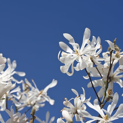 YouGarden White Magnolia Stellata 'Star Magnolia' Standard Tree, 70cm Tall in 3L Pot, Ready to Plant in Gardens or Pots, Supplied as an Established Magnolia Tree in Nursery Pot