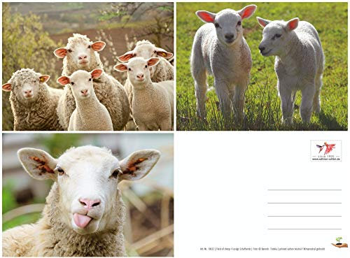 Postal con divertidas ovejas en la granja de Edition Colibri