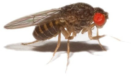 Reptile Centre Flightless Fruitfly (Drosophila) culture