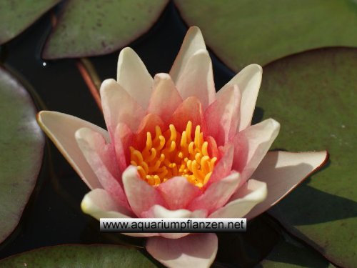1 Seerose der Sorte Sioux, orange Blüte für den Teich, Teichpflanzen, Wasserpflanzen