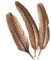Echte Fasanenfedern/Federn NATUR - DUNKEL (8 Stück / 15-20 cm)