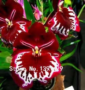 24 Farben 50pcs / pack mexikanischen Stiefmütterchen Samen Wellig Viola Tricolor Blumensamen Bonsai Topfpflanze DIY Haus & Garten