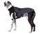 Canada Pooch Hundemantel, Expedition Coat, Expeditionsmantel, wasserabweisendes Obermaterial, weiches Fleecefutter, Grau, Größe 10
