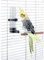 Kerbl Pet Vogeltränke 16 cm, 130 ml