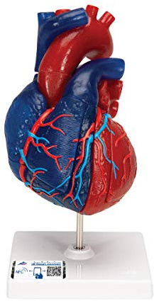 3B Scientific® Herzmodell – Lebensgroßes 5-teiliges Humananatomie-Modell mit didaktischer Färbung, Abnehmbaren Strukturen, Langlebiges PVC + Smart Anatomy App (5 Jahre Garantie)