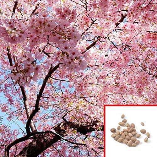 Japanische Sakura Blüte Kirschblüten-Bonsai-Baum 10 Samen