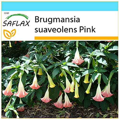 SAFLAX - Set regalo - Trompeta de ángel/Fucsia - 10 semillas - Con caja regalo/envío, etiqueta para envío, tarjeta de felicitación y sustrato de cultivo y fertilizante - Brugmansia suaveolens Pink