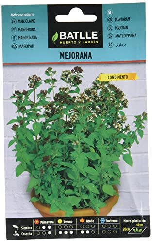 Mejorana - Majorana vulgaris