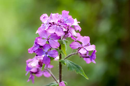 Just Seed - Flower - Honesty Mixed - 400 Seeds - Large Packet