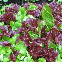 Organic Gourmet Lettuce Blend - 1/16oz. Bulk Vegetable Seed