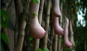 20pcs Vietnam Milch Melone Samen Gemüse und Obst Samen Melone Samen als Frau Brust Bonsai Pflanzen Samen für