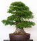 Seedeo® Dreispitzahorn (Acer buergerianum) Bonsai 50 Samen