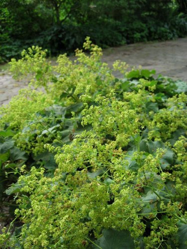Alchemilla mollis - Frauenmantel - Staudenkulturen Wauschkuhn - Staude im 9x9cm Topf
