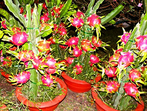 50 Drachenfrucht Samen, Hylocereus undatus, Kaktus mit bizarrem Aussehen, jetzt neues Saatgut aus aktueller Ernte erhältlich