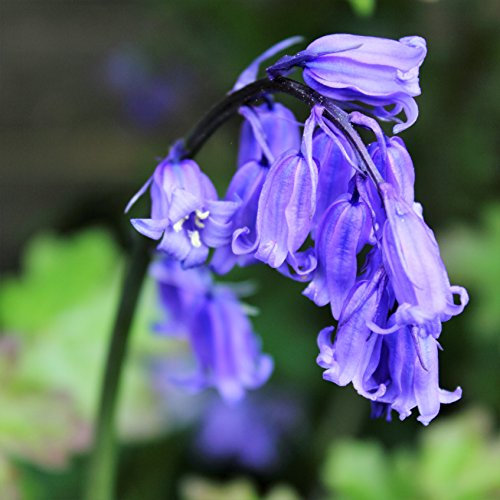 Cultivated English Bluebells x 30 Flower Bulbs Size 6/7. Traditional Spring Flowers. Easy to Grow.